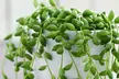 One or Two Senecio String of Pearls Potted Houseplants - Image 6