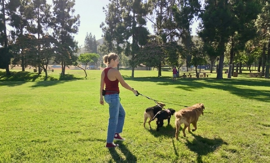 Image 3: 30-Minute GPS-Tracked Dog Walk with Photo & Video Updates