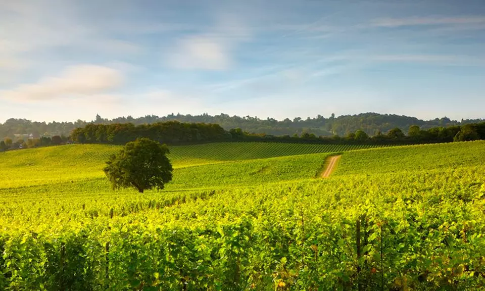 Wine Lovers’ Escape: Indoor Classic Wine Experience for 1, 2, or 4