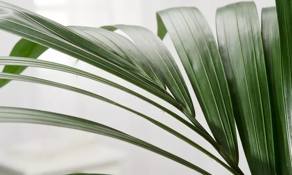 1 ou 2 palmiers Kentia d'intérieur