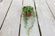 One or Two Senecio String of Pearls Potted Houseplants - Image 3