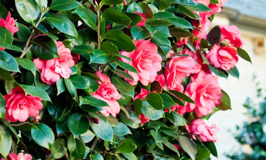 Image 3: Set of 2 XXL Japanese Rose Bushes