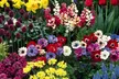 100  200 or 300 Summer Flowering Bulb Collection - Second Medium