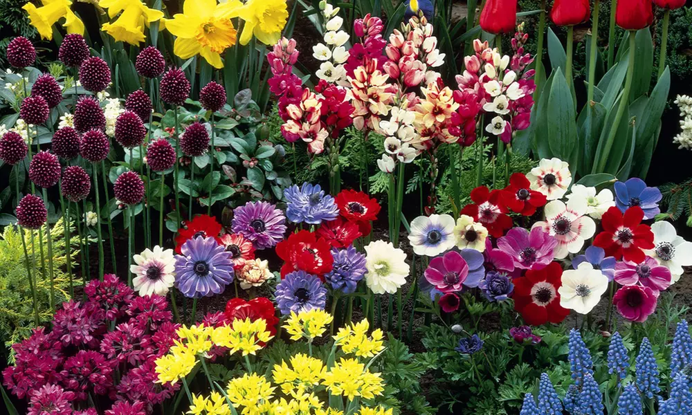 100 200 or 300 Summer Flowering Bulb Collection