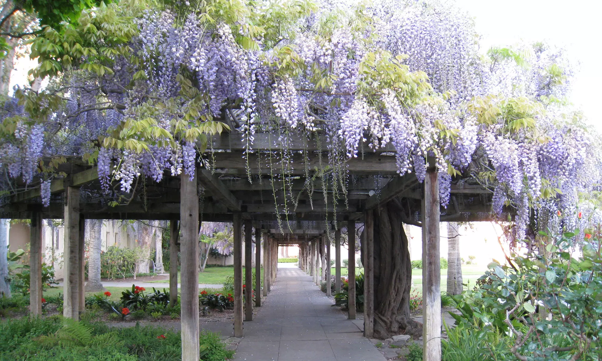 3er- oder 6er-Set Blauregen-Pflanze - Primary Image