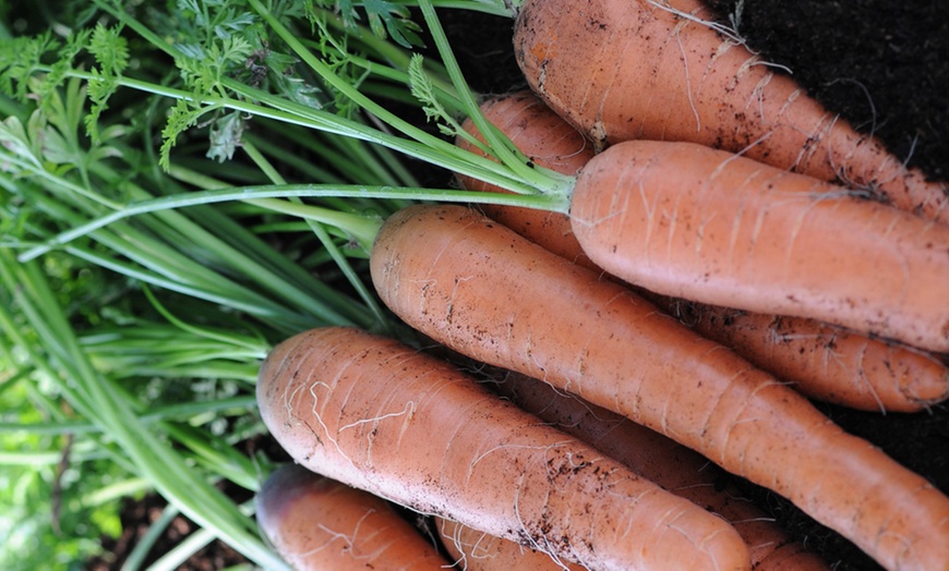 Image 4: Bumper 35-Pack Vegetable Seed Kit and Free Garden Snips