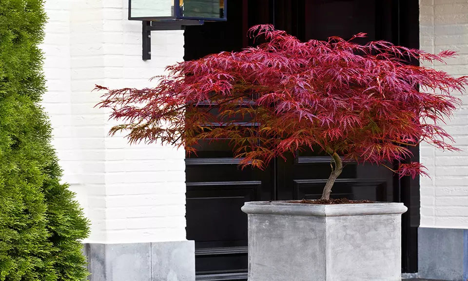 3er, 6er, 9er oder 12er Set Japanische-Ahorn-Kollektion - Primary Image