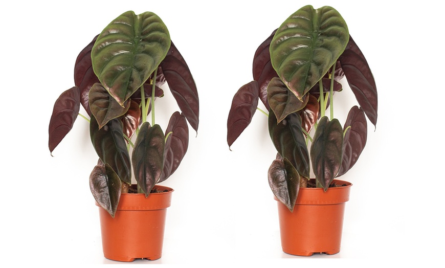 Image 3: Alocasia Red Secret 25-40cm