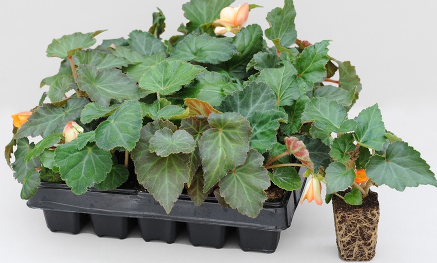 Image 4: Garden-Ready Plug Plants