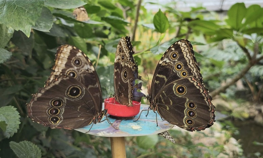 Image 6: Magic of London Butterfly Gardens with Entry for Adults and Children!