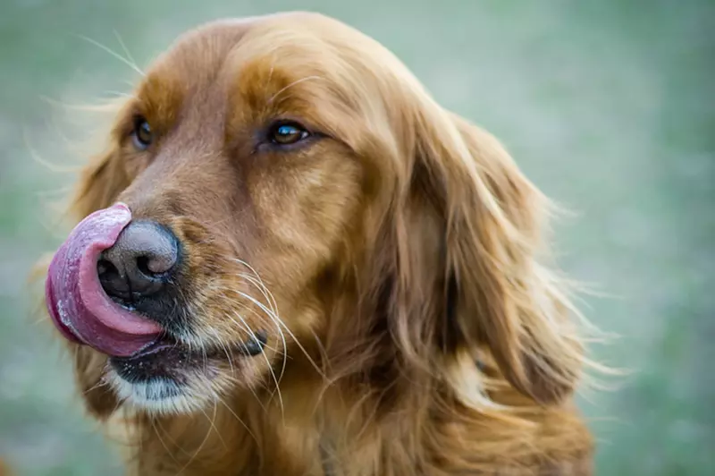 $102 for a 90-Minute Dog Photo Shoot with a CD of Images from Bryan Williams Photography ($250 Value) - Primary Image
