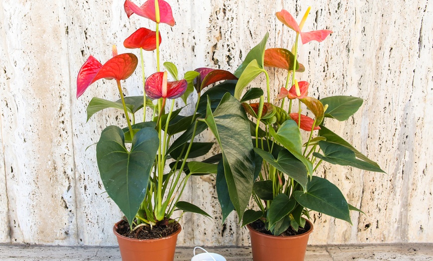 Image 6: Potted Anthurium Plants