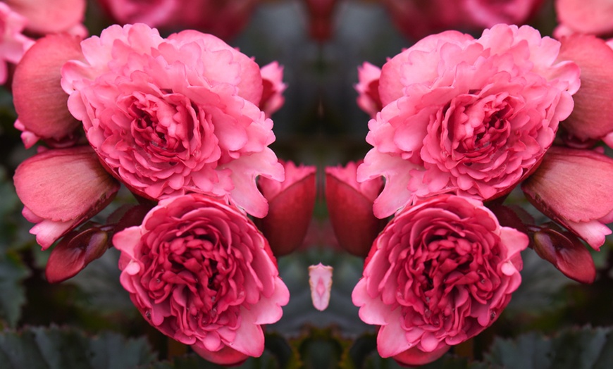 Image 3: Begonia Elatior 'Frivola Pink' - 3 or 6 Plants