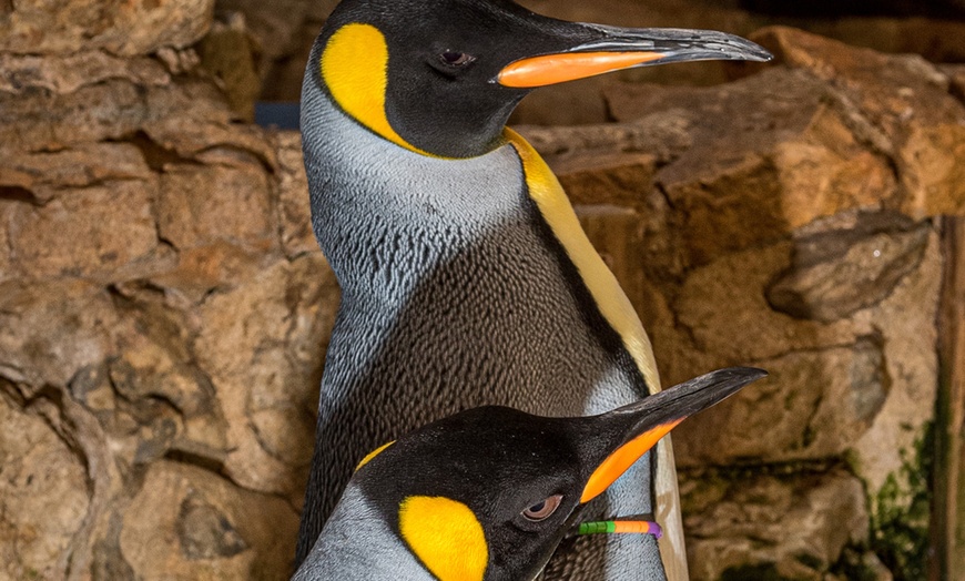 Image 9: Au cœur de Marineland, le plus grand zoo marin d'Europe