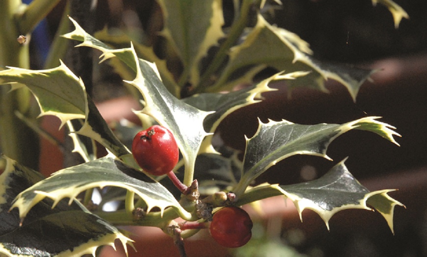 Image 3: One or Two Holly 'Argentea Marginata' Standard 2-Litre Potted Plants