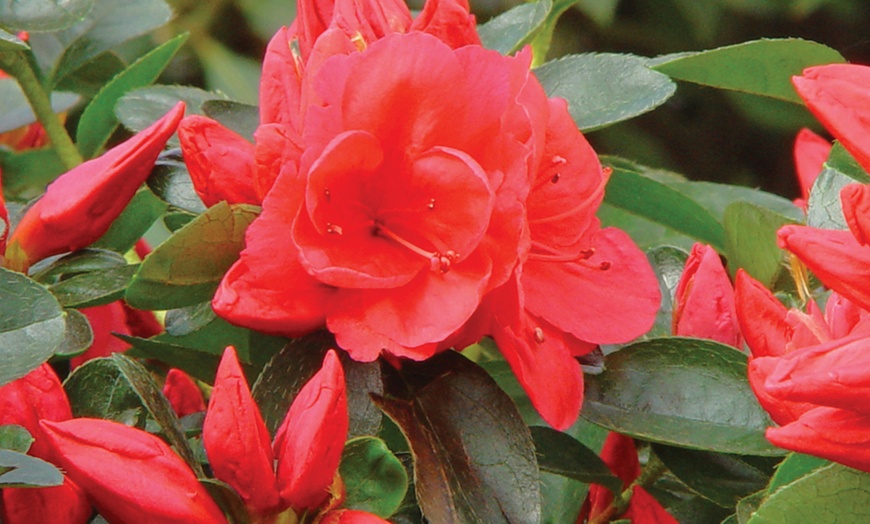 Image 4: One or Three Mixed Azalea Plant Collections in 9cm Pots