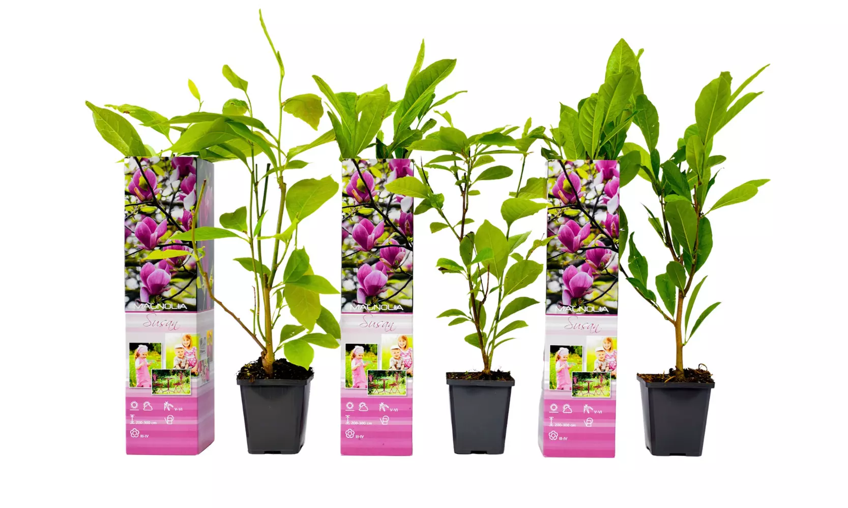 3x oder 6x Magnolien