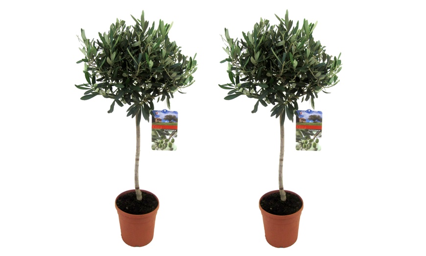 Image 5: 1 ou 2 oliviers, 100-120 cm à la livraison