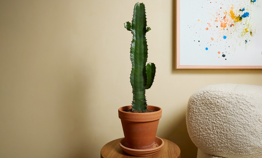 Image 1: 1 of 2 Euphorbia Acruensis “Cowboy Cactus” – hoogte 60-70 cm