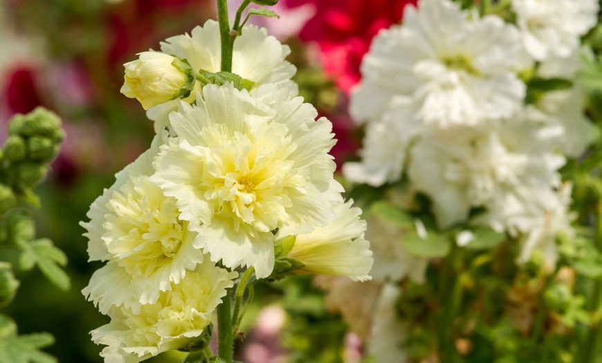 Image 6: Hollyhock Spring Celebrities Collection – 3, 6 or 9 Potted Plants