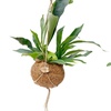 Image 10: Plantas colgantes XL Kokodama