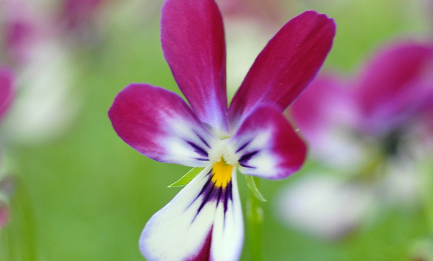 Image 1: Five or Ten Viola Bunny Ears Plants