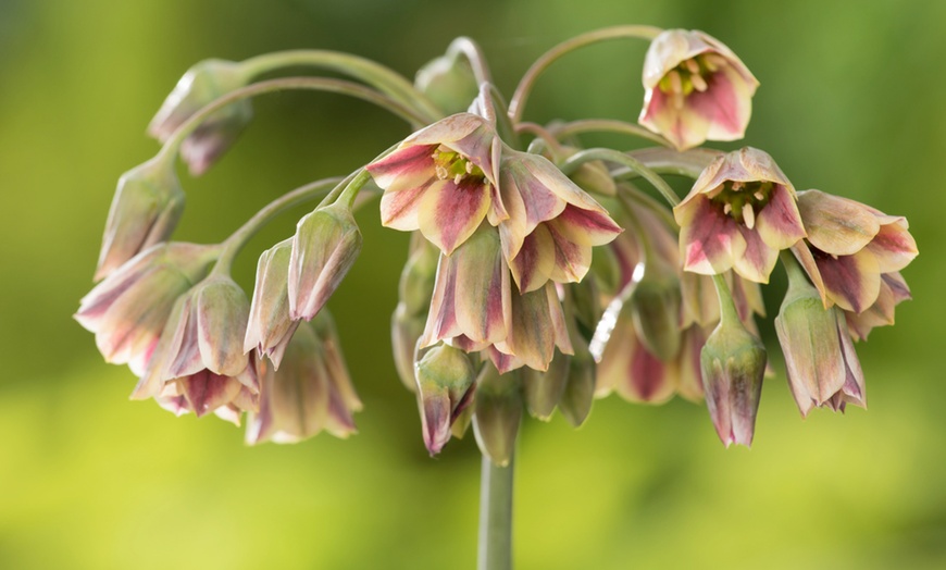 Image 9: 40, 80 ou 120 bulbes de fleurs à papillons