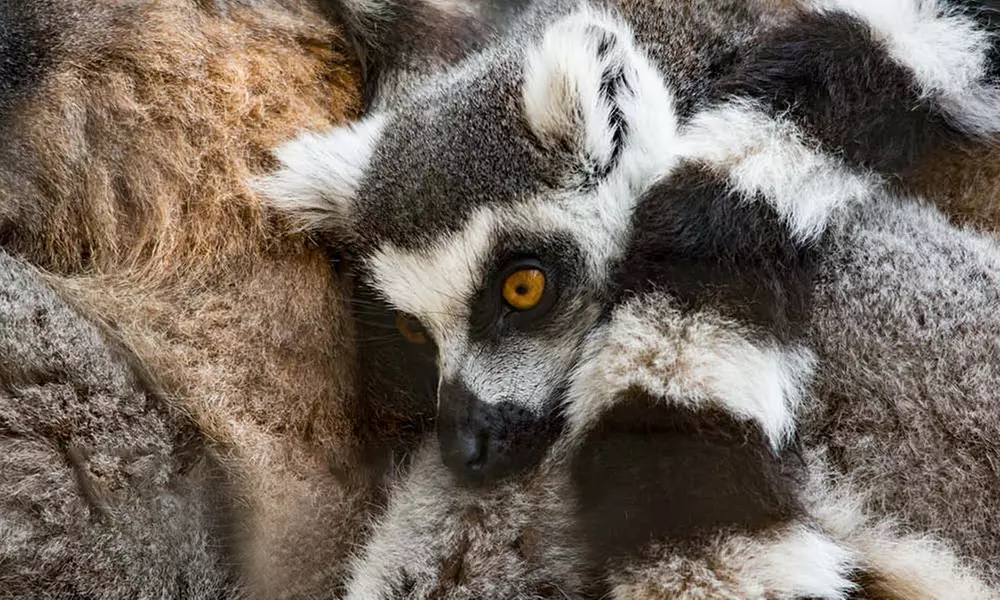 Discover Diverse Wildlife this Easter with Immersive Animal Experiences at Banham Zoo Norwich