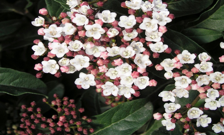 Image 2: Up to Five Viburnum Tinus Gwenllian Plants