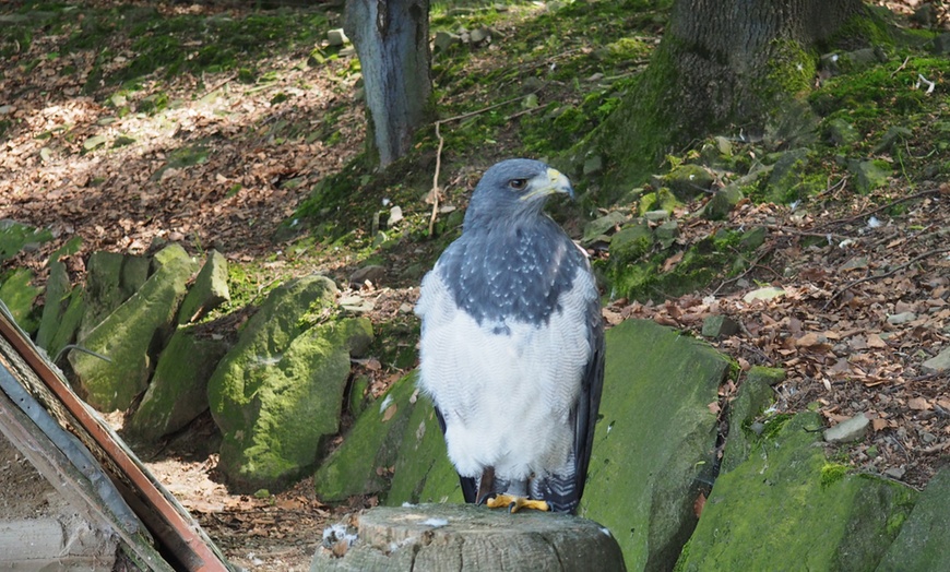 Image 14: Leśny Park Niespodzianek