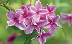 Fragrant Pink Jasmine Starry Summer - 1 or 3 Potted Plants 