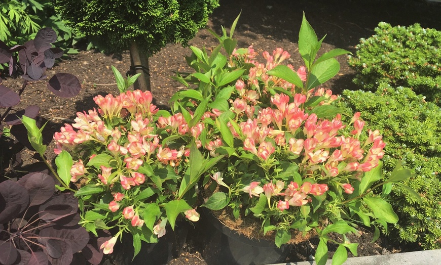 Image 7: 2 Weigela All Summer Peach Plants