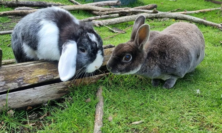 Image 1: Cream Tea and Sandwich at Ferne Animal Sanctuary