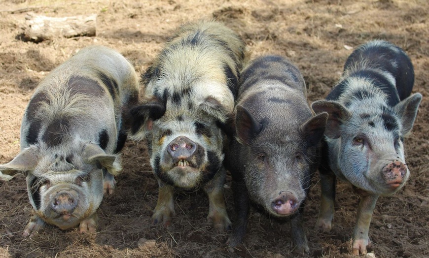 Image 10: Cream Tea and Sandwich at Ferne Animal Sanctuary