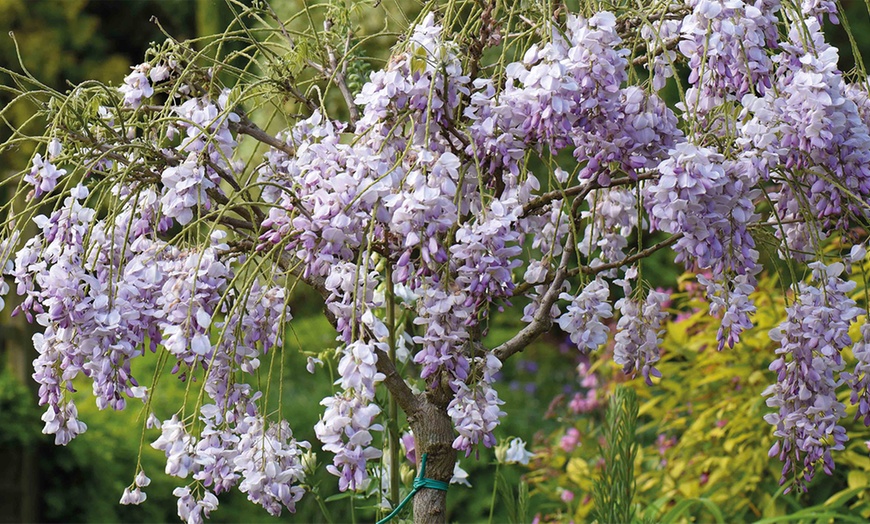 Image 8: Wisteria Tree 2L Pot – One or Two Plants