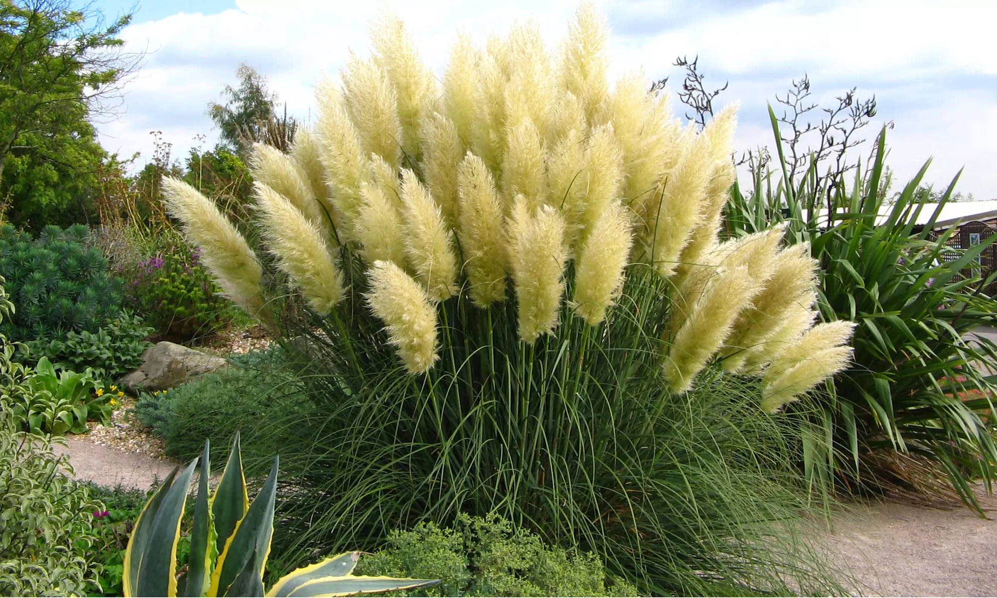 3er- oder 6er-Set Pampasgräser "Cortaderia selloana"