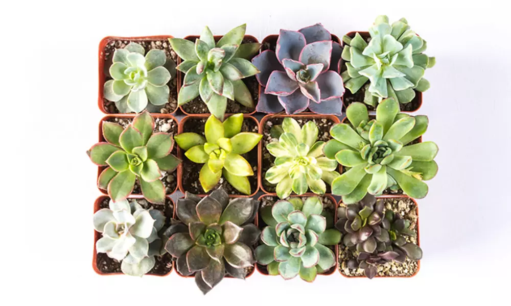Handpicked Succulents 2" Potted Plants (9- or 12-Pack) - Primary Image