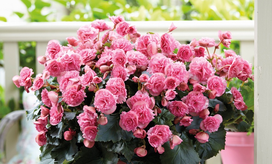 Image 1: Begonia Elatior 'Frivola Pink' - 3 or 6 Plants