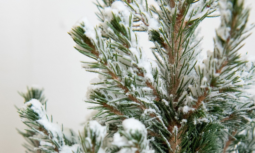 Image 6: One or Two Indoor Christmas Trees in Velvet Bags