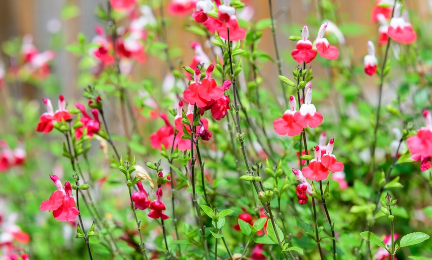 Image 4: Three or Six Salvia Neon Collection Plants 