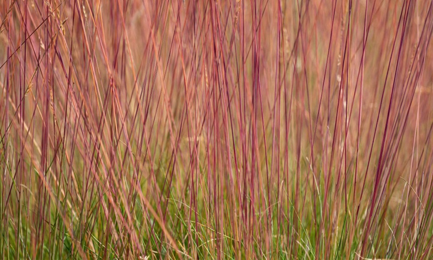 Image 4: Festuca Sunrise Plant 12cm Pot