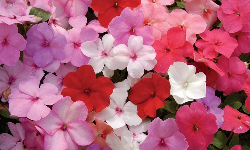 Image 4: 170 Busy Lizzie or Geraniums
