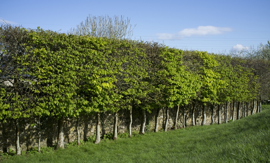 Image 1: Hedge Hornbeam Bare Root Plants 