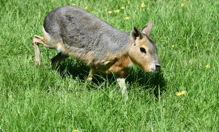 Image 14: Tiergarten Kleve – Ticket für 2 Erwachsene / 1 Kind, gültig bis 09.10.