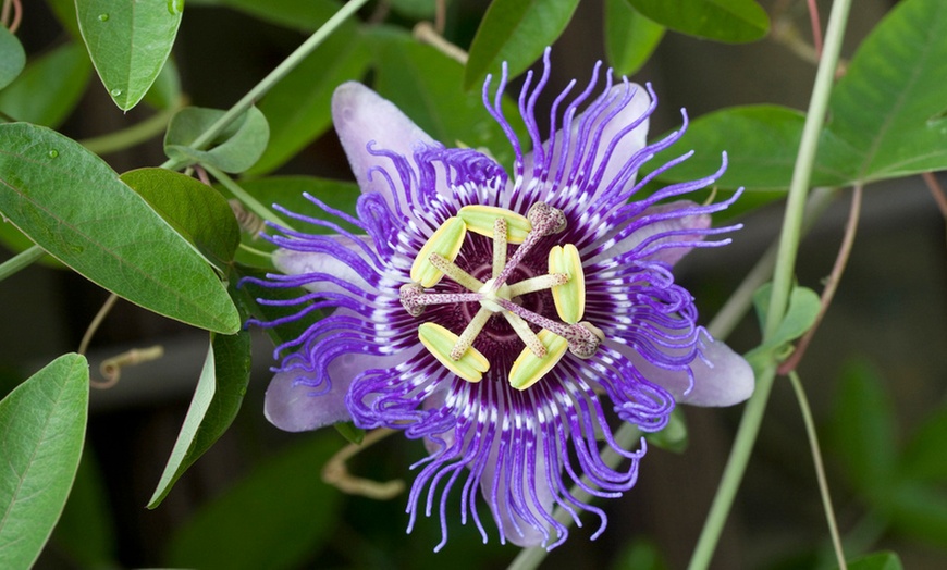 Image 5: 3 o 6 piante di Passiflora 