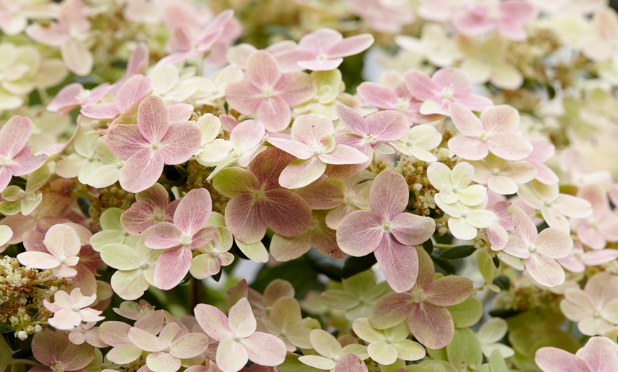 Image 5: Hydrangea Paniculata Switch Ophelia