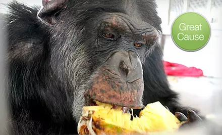 $5 Donation to Help Feed Rescued Chimps - Primary Image