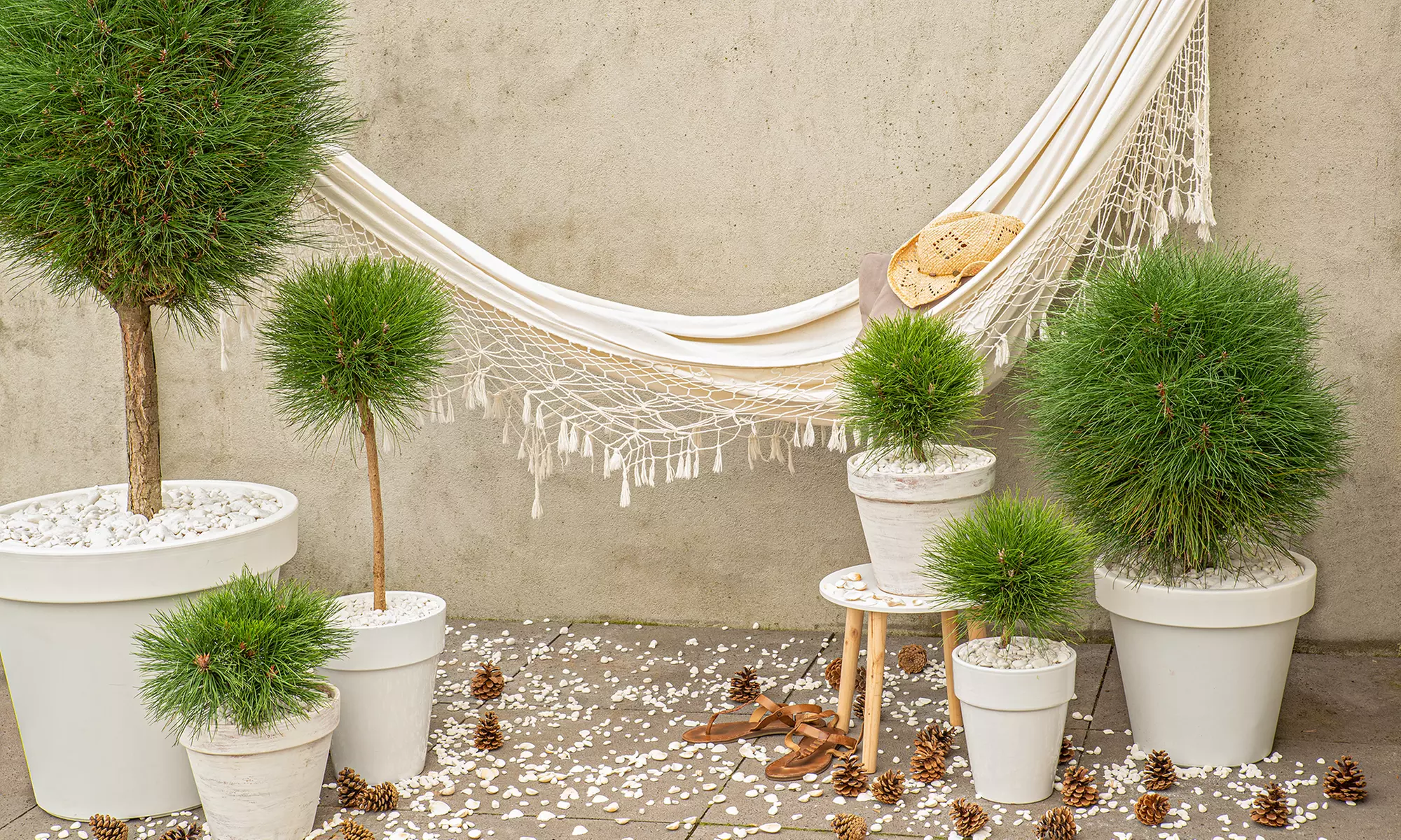 Planta de Pinus Summer Breeze, con maceta incluida - Primary Image