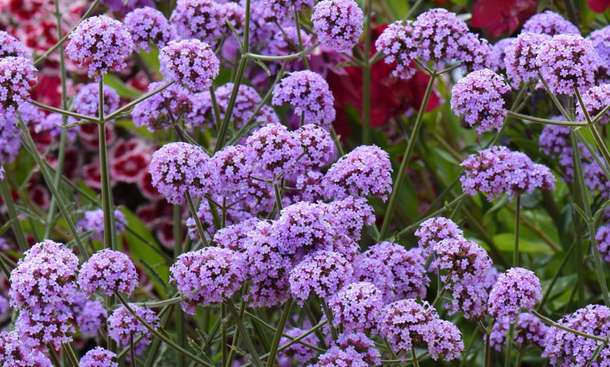 Image 1: 15 or 30 Verbena Buenos Aires Perennials Plug Plants