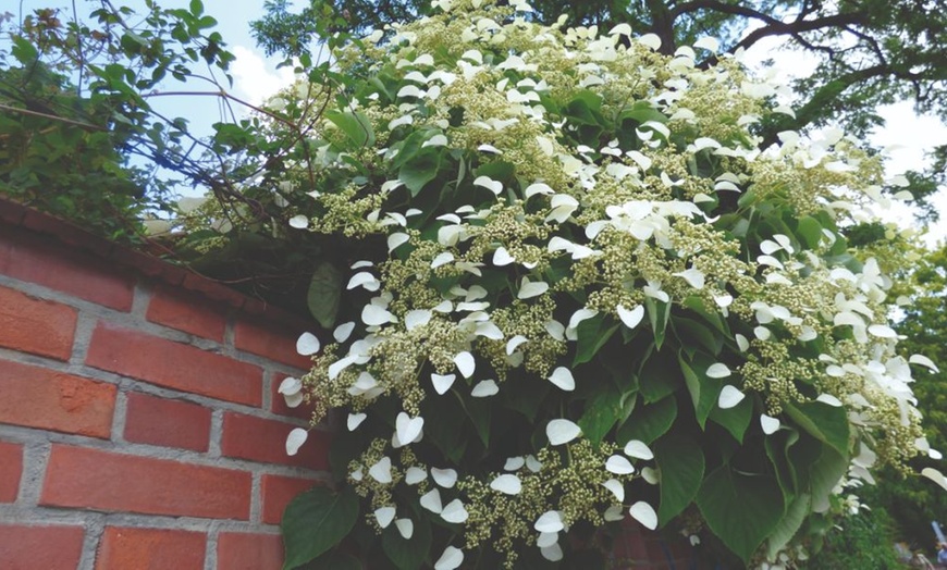 Image 11: Upto Three Mixed Potted White Hydrangea Varieties